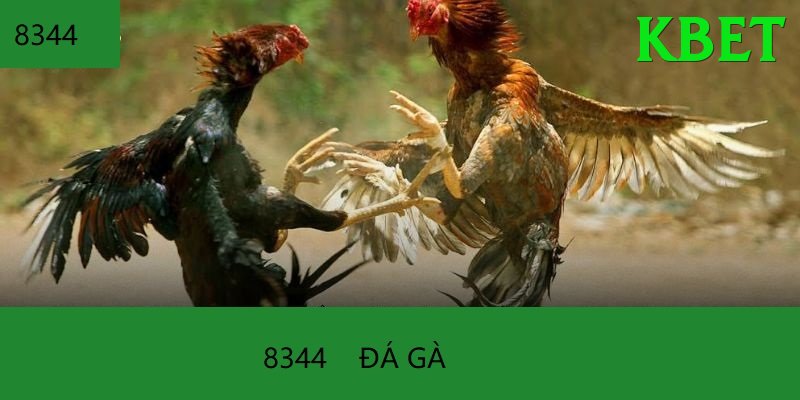 Đá Gà Trực Tiếp - kbet - Tạo nhân vật