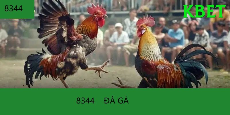 Đá Gà Trực Tiếp - Ưu đãi đặc biệt - Pre-register